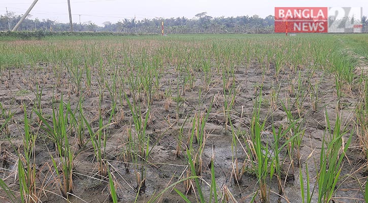 চিংড়ি ঘেরের লবণ পানিতে কৃষকের সর্বনাশ